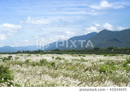 秋天銀白色的芒草花海搖曳生姿 43834045