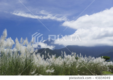 秋天銀白色的芒草花海搖曳生姿 43834049