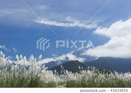 秋天銀白色的芒草花海搖曳生姿 43834050