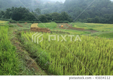Terasaka Tanada 43834112