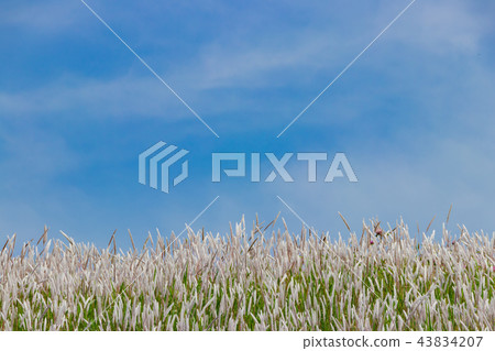 Arakawa河床Chigaya海在東京 43834207