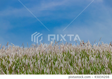 Arakawa河床Chigaya海在東京 43834208