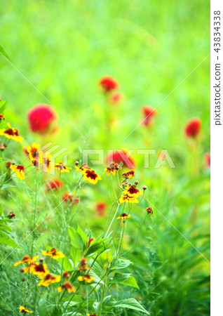 野花香味和發光花園 43834338