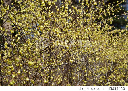 Hyuga mizuki 43834430