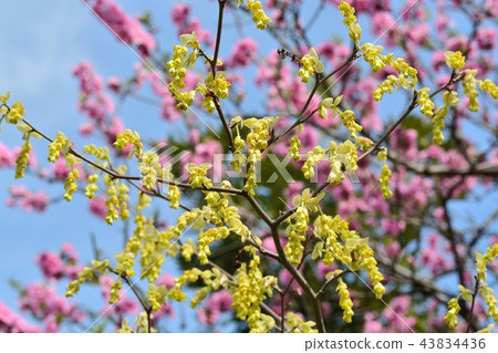 Hy--gakizuki和Hanamomo Hy--gakizuki和Hanamomo 43834436