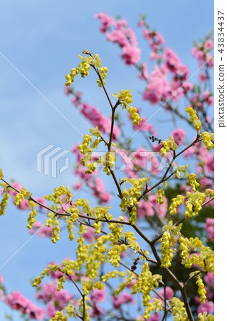 Hy--gakizuki和Hanamomo 43834437