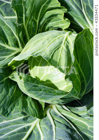 Cabbage field Cabbage before harvest Cabbage field Cabbage before harvest 43834471