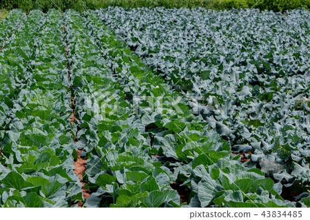 Cabbage field and broccoli field Cabbage field and broccoli field 43834485