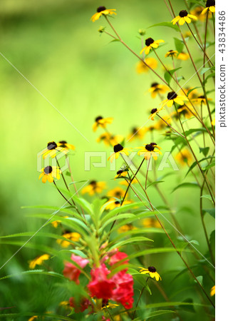 Wildflowers scent and glow flower garden Wildflowers scent and glow flower garden 43834486