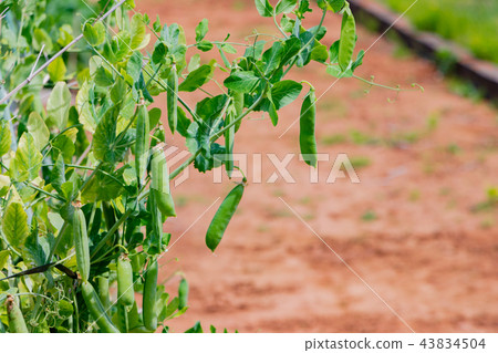 Silkiness and fields 43834504