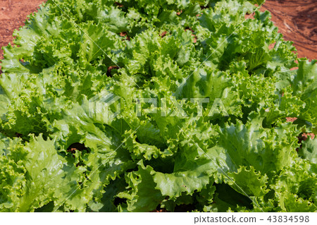 Lettuce field 43834598