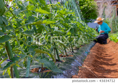 Farm work 43834712