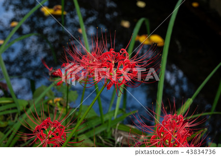 A cluster amaryllis blooming at the water's edge A cluster amaryllis blooming at the water's edge 43834736