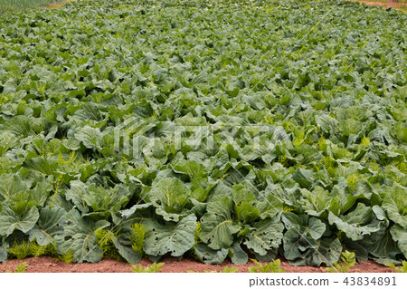 Cabbage field Cabbage field 43834891