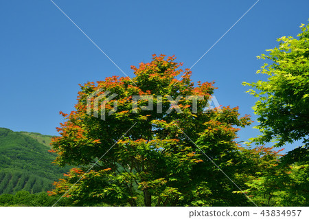 十胜千年森林 43834957