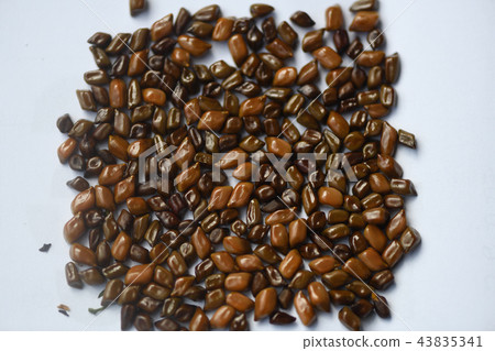 Ebisugusa的果實 43835341