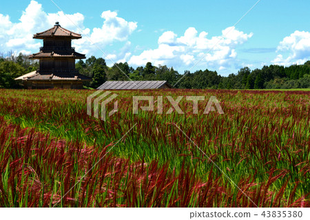 Rice field of red rice 43835380