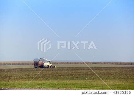 Harvesting the corn field 43835396