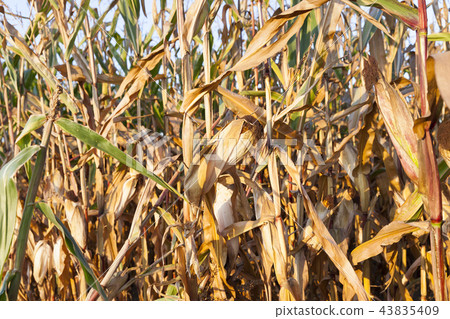 Field corn, agriculture Field corn, agriculture 43835409