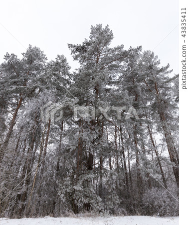 winter forest 43835411