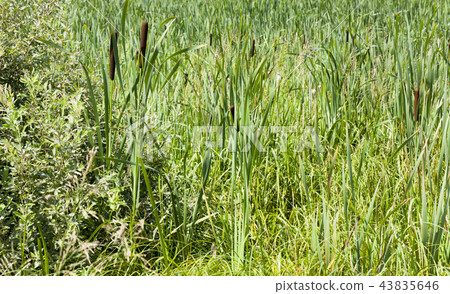 green grass green grass 43835646