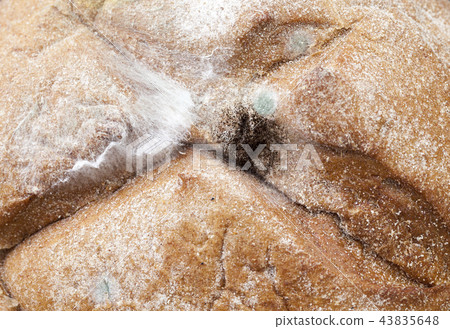 toxic dangerous mold 43835648