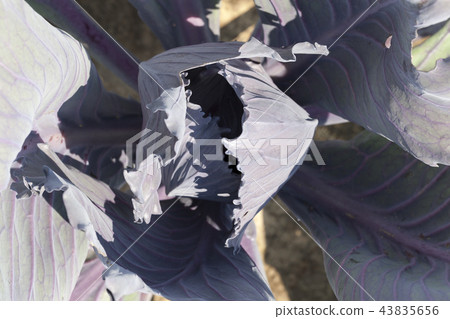 cabbage purple 43835656
