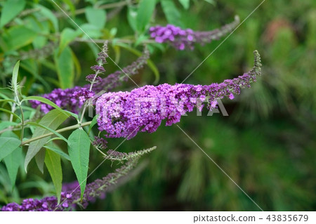 Buttrea (Fuji Fuji Utsugi) 43835679