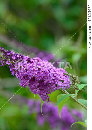 Buttrea (Fuji Fuji Utsugi) Buttrea (Fuji Fuji Utsugi) 43835681