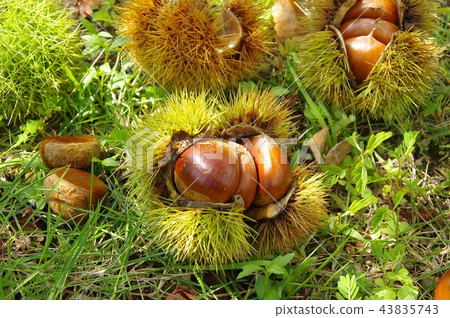 Chestnut chestnut Chestnut picking autumn 43835743