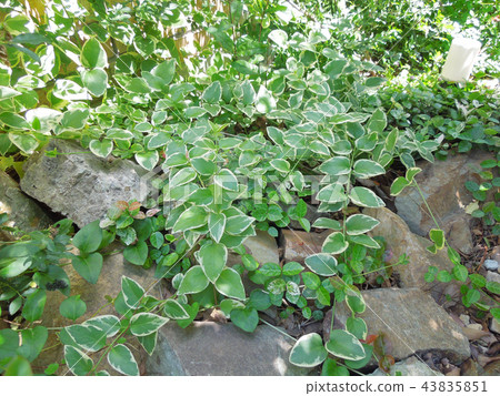 Green image 43835851
