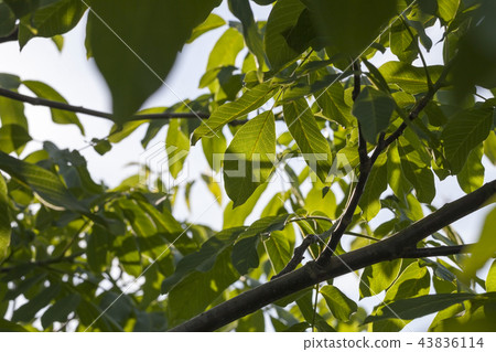 green fresh foliage of a walnut green fresh foliage of a walnut 43836114