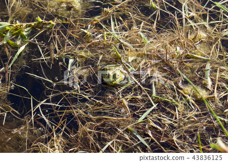 green frog floating in the water 43836125