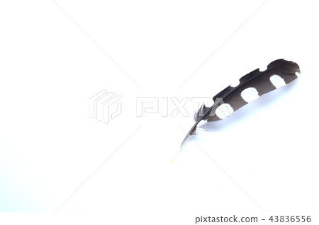 野鳥的羽毛 43836556