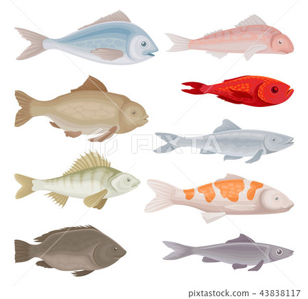 Flat vector set of different kinds of fish.... - Stock Illustration  [43838117] - PIXTA