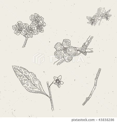 Vintage engraved illustrations of blossoms blooms Vintage engraved illustrations of blossoms blooms 43838286