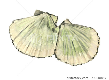 扇貝扇貝 扇貝扇貝 43838837
