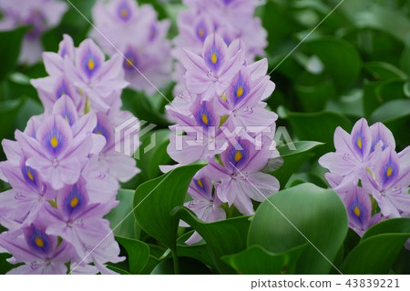 Water hyacinth flowers Water hyacinth flowers 43839221