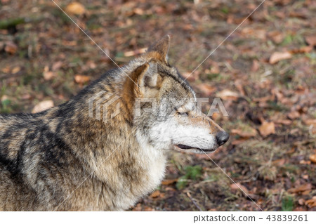 The head of a wolf from the side 43839261
