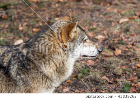 The head of a wolf from the side 43839262