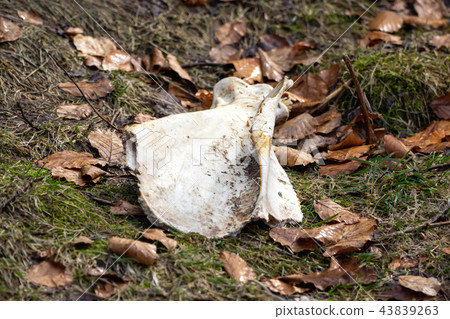 Faded bone lies in the fall foliage 43839263
