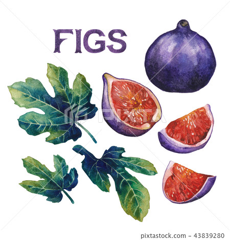 Watercolor fig fruits and leaves isolated on white background 43839280