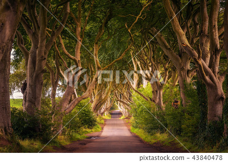 The Dark Hedges in Northern Ireland at sunset The Dark Hedges in Northern Ireland at sunset 43840478