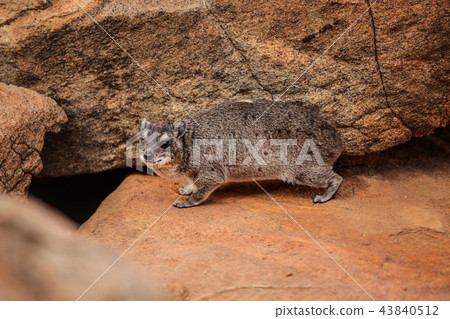 The rock hyrax (Procavia capensis) going to burrow 43840512