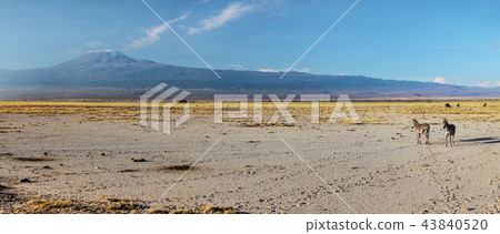 High resolution wide panorama of two plains zebra 43840520