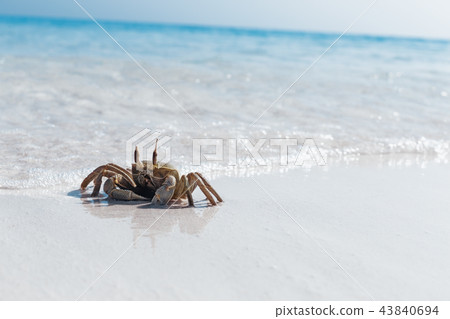 Ghost crab on white sandy beach Ghost crab on white sandy beach 43840694