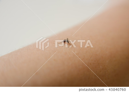 common house mosquito sucking human blood common house mosquito sucking human blood 43840760