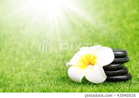 Plumeria flower and black stones on green grass 43840816