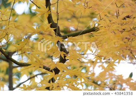 Yellow leaves and green leaves Yellow leaves and green leaves 43841358