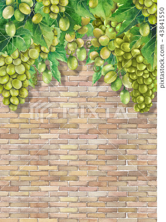 Watercolor bunches of white grapes hanging on the branch 43841550